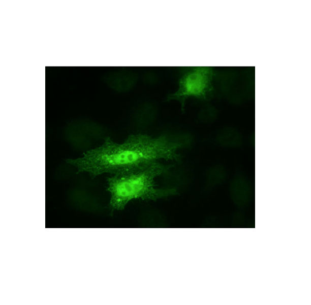 YAP1 Immunofluorescence