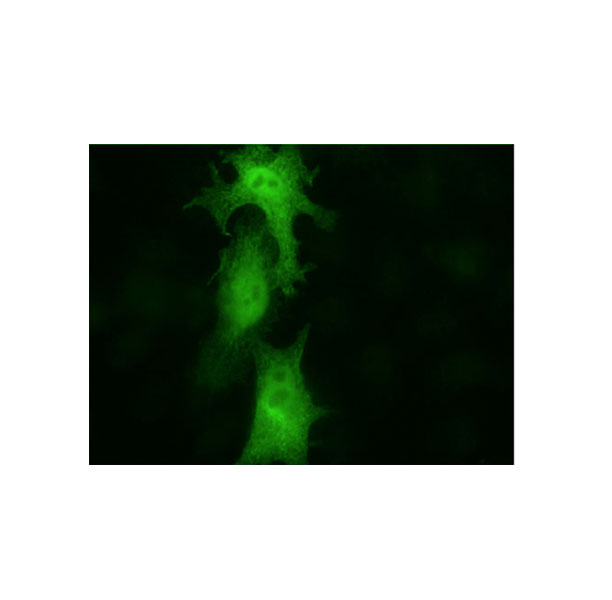 YAP1 Immunofluorescence