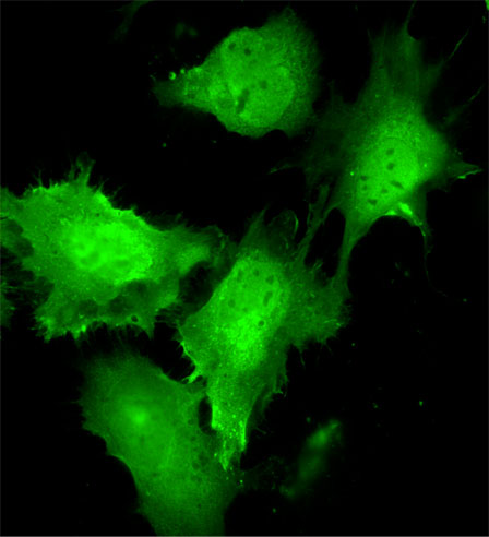 YAP1 Immunofluorescence