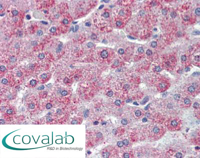 TAOK1 Immunohistochemistry