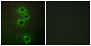 MARK4 Immunofluorescence