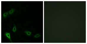 MARK2 Immunofluorescence