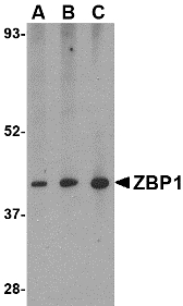 ZBP1 Western Blot