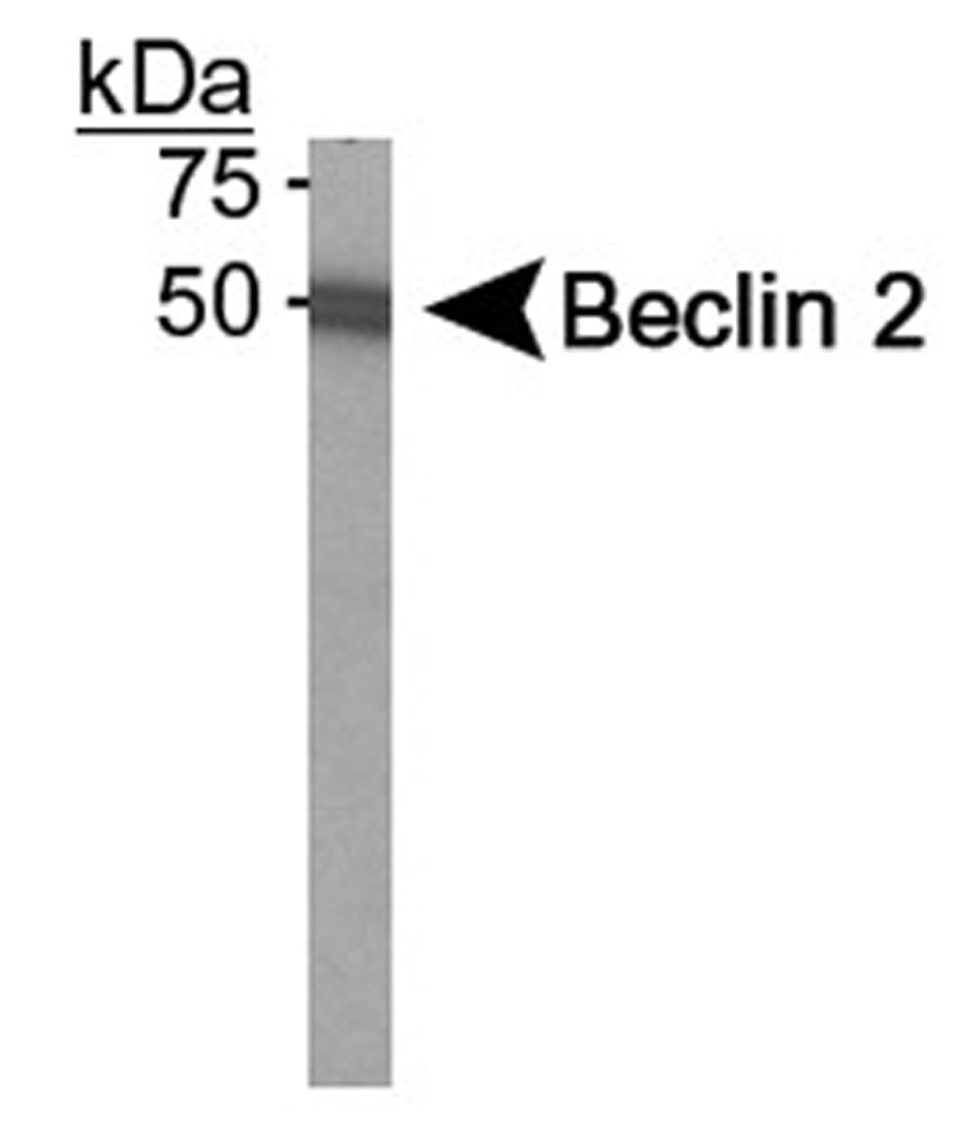 Beclin-2 Western Blot