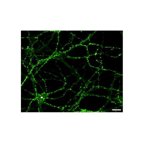 VAMP-2 antibody (8D9B)