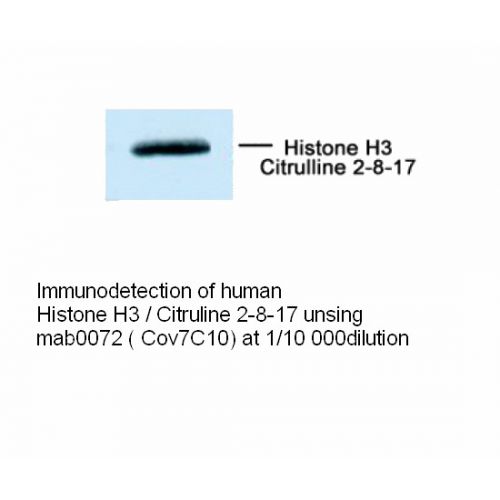 WB - Histone H3.3C antibody<br/>(mab0072-P)<br/>Anti-Histone H3.3C antibody WB staining of human Histone H3/Citrulunie 2-8-17. Antibody mab0072-P dilution 1 mg/ml
