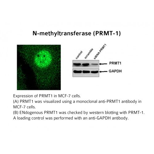 Protein arginine N-methyltransferase 1 antibody (4B12)