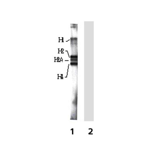 Nε acetyl lysine antibody (11A1)