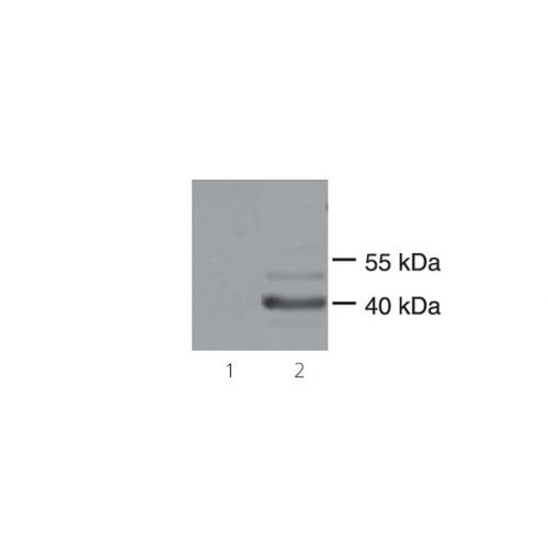 HTLV-1 Tax antibody (1A3)