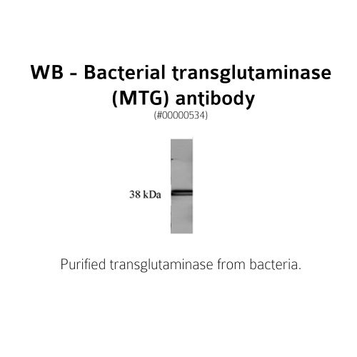 Bacterial Transglutaminase antibody (3C7)