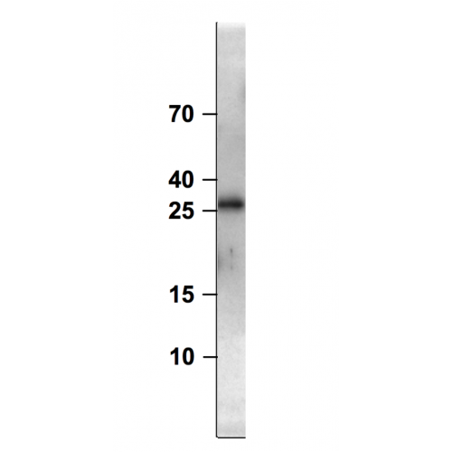 Epidermal growth factor-like protein 7 antibody (2H2)