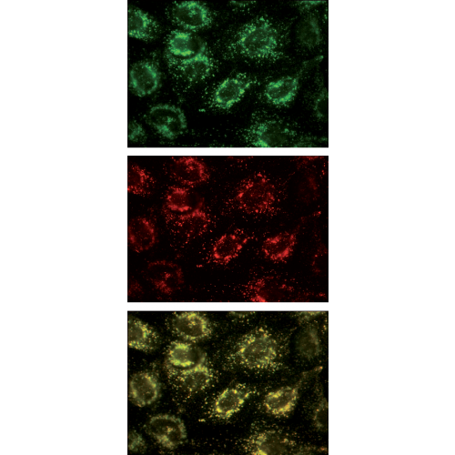 Ti-VAMP antibody (158.2)