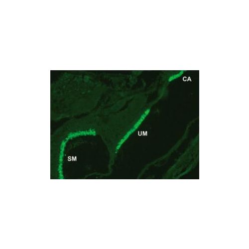 Otoferlin antibody (13A9)