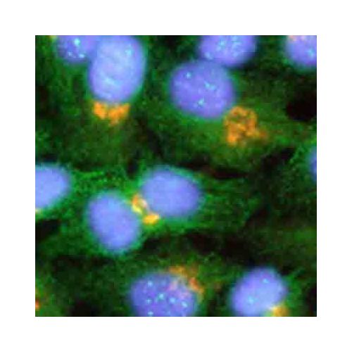 Tubulin beta-II antibody (7B9)