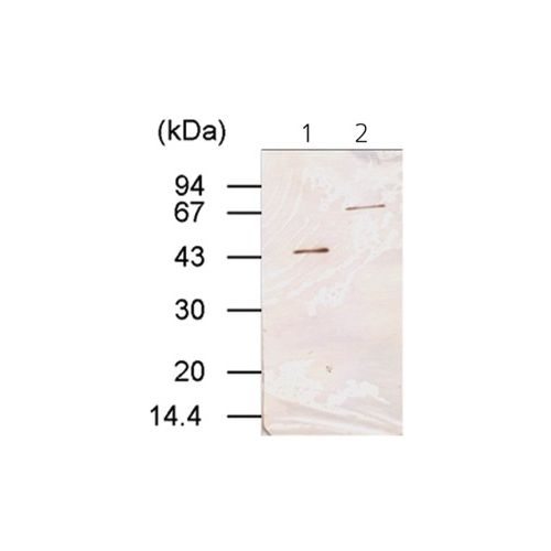 Transglutaminase-3 antibody (C2D)