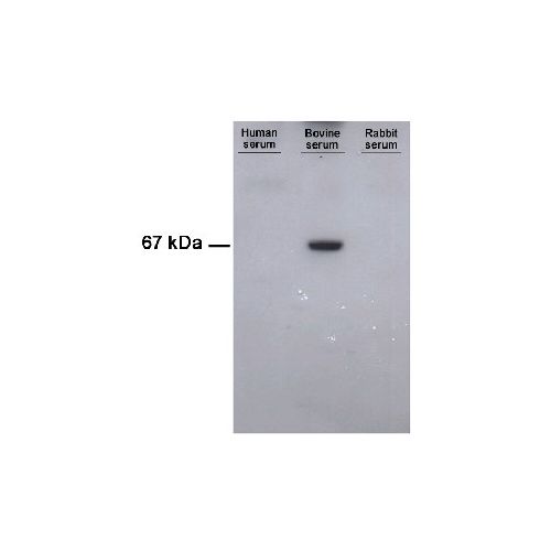 WB - Bovine Serum Albumin (BSA) antibody (1C12)<br/>(mab0071-P)<br/>Anti-BSA antibody WB staining of serum from (1) human, (2) bovine or (3) rabbit. Antibody dilution 1:2000