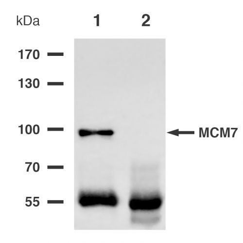 DNA replication licensing factor MCM7 antibody