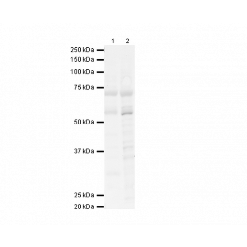 Potassium voltage-gated channel subfamily A member 1 (KCNA1) antibody