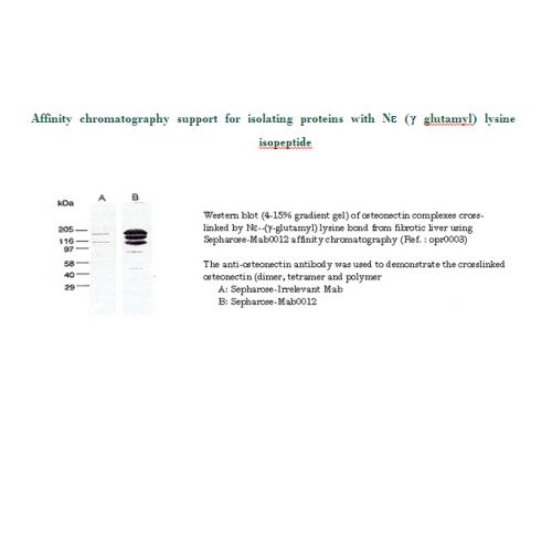 Isopeptide antibody [Agarose]