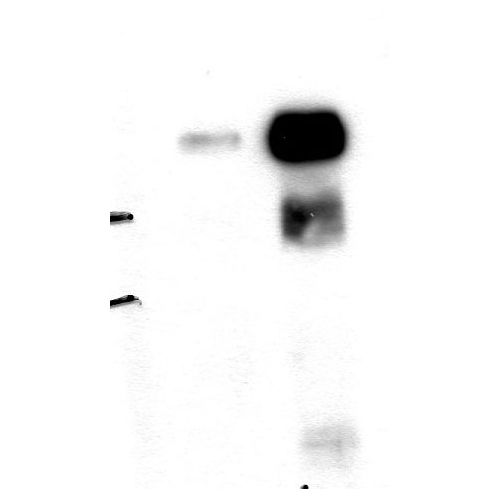 ALIX antibody (8E8)