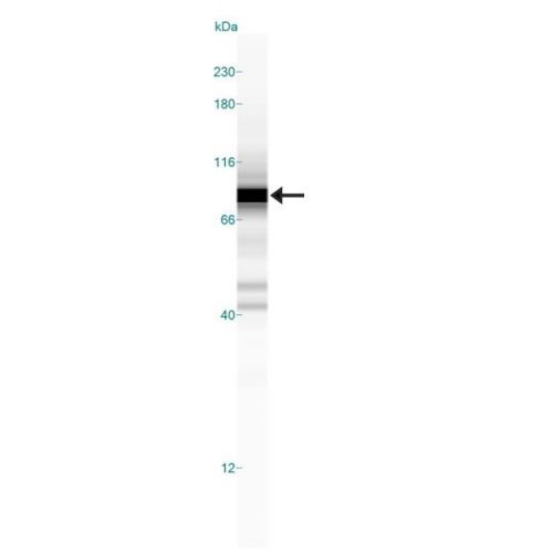 c-Myc antibody (Myc-9E10)