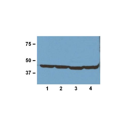 Beta-actin antibody (BA3R)