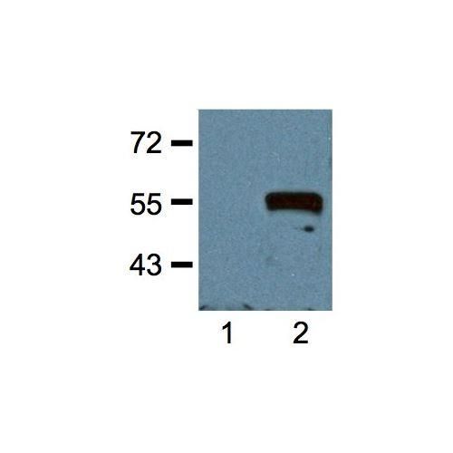 c-Myc Tag antibody (Myc.A7 / M19)
