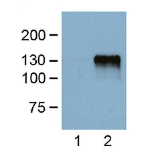 DYKDDDDK Tag antibody (FG4R)