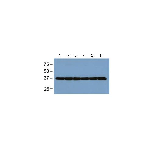 GAPDH antibody (GA1R)