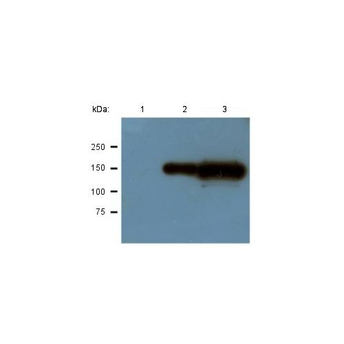 GFP-Tag antibody (GF28R)