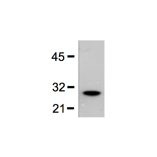 GST-Tag antibody (GST.B6 / G2R)