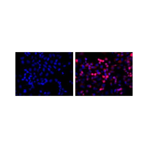 His-Tag antibody (HIS.H8 / EH158)