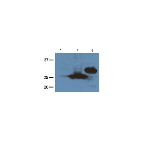 RFP-Tag antibody (RF5R)