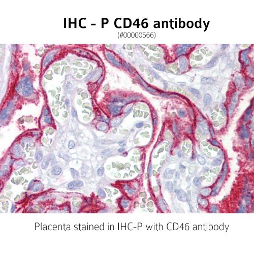 CD46 / Membrane cofactor protein antibody (3F1)