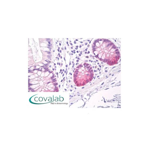 Glutathione Peroxidase 2 (GPx-2) antibody