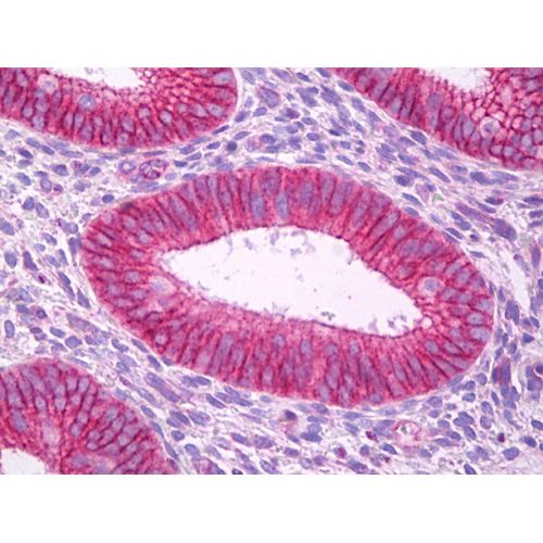 Potassium voltage-gated channel subfamily A member 5 (KCNA5) antibody