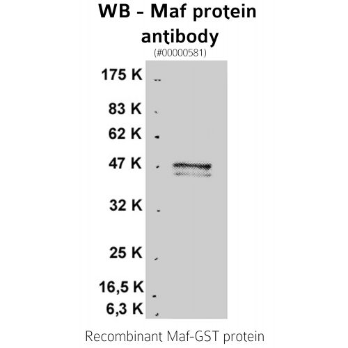 Maf protein antibody