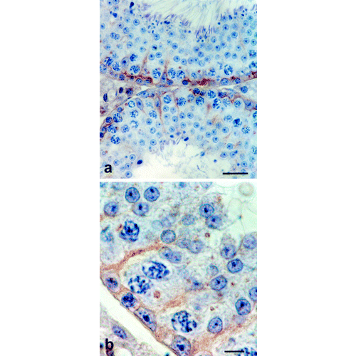Claudin-11 antibody