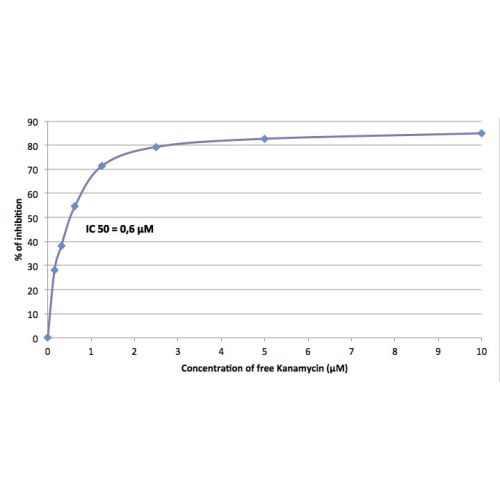 Kanamycin antibody