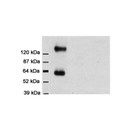 Excitatory amino acid transporter 1 antibody