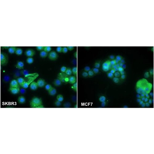 CD324 / Cadherin-1 antibody