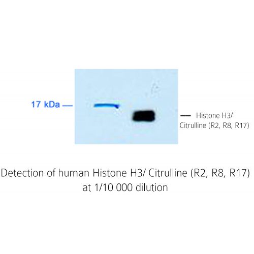 Histone H3 citrulline R2 + R8 + R17 antibody
