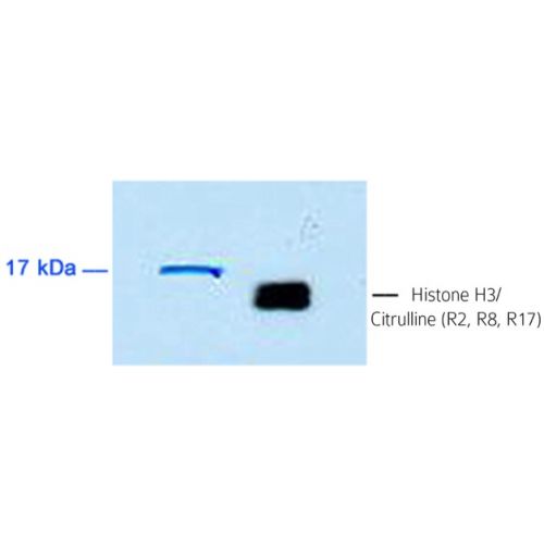 Histone H3 citrulline R2 + R8 + R17 antibody