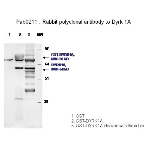 Dyrk 1A antibody