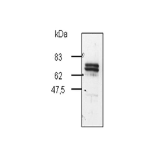 PAR-6 beta antibody