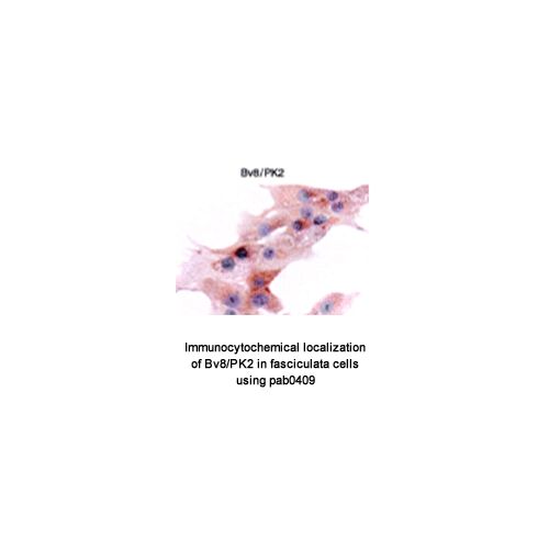 Prokineticin 2 (PK2/Bv8) antibody