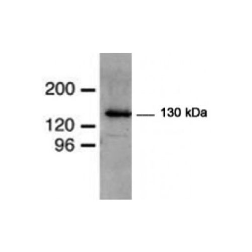E3 ubiquitin-protein ligase mind-bomb (MIB) antibody