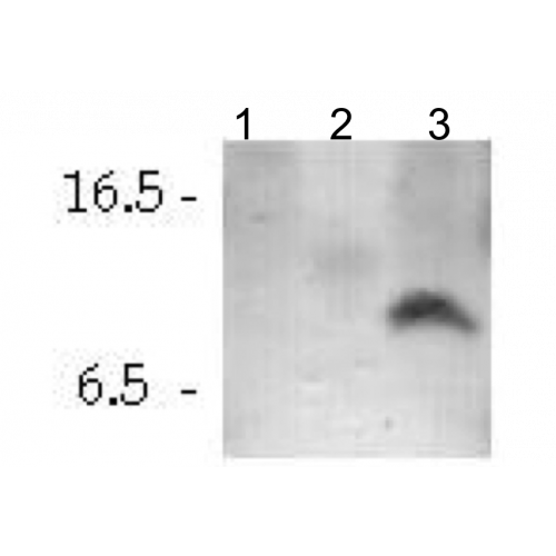 Cellubrevin antibody
