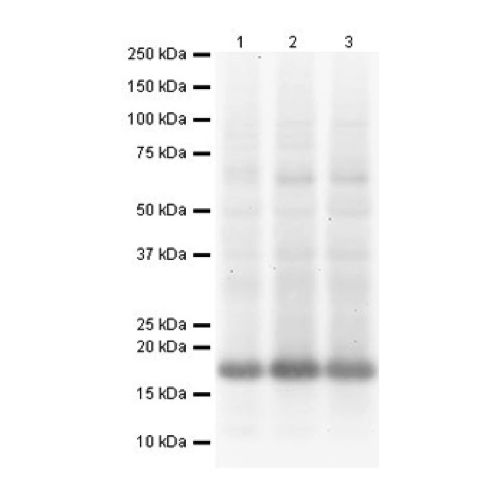 Vesicle-associated membrane protein 8 antibody