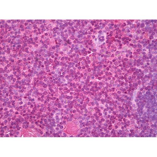 Cellubrevin antibody